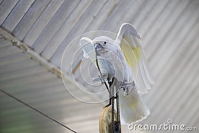 Parrot cycling tightrope Stock Photo