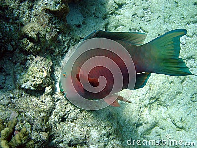 Parrot fish Stock Photo