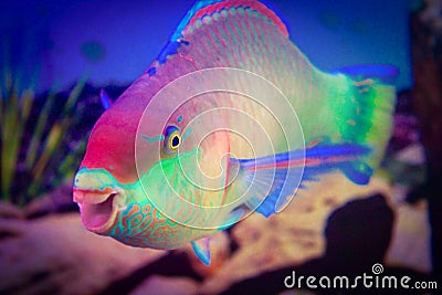 Parrot Fish Stock Photo