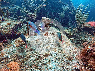 Fish swimming among coral off Pompano Beach Stock Photo