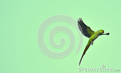 Parrot flying with wings wide open in sky Stock Photo