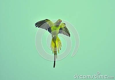 Parrot flying with wings wide open in sky in vertical position Stock Photo