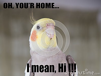 Parrot funny Quote Cockatiel Portrait, Cute memes, your home, I mean hi. props Stock Photo