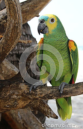 Parrot Stock Photo