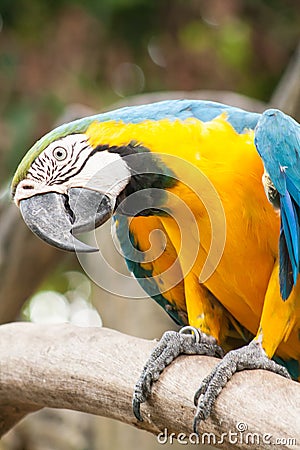 A parrot Stock Photo