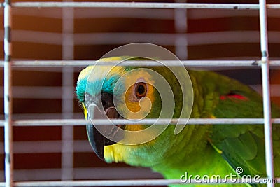 Parrot trapped. Concept of illegal trafficking and smuggling Stock Photo