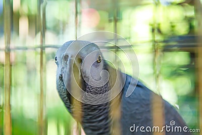 The parrot looks out from behind the bars of the cage Stock Photo