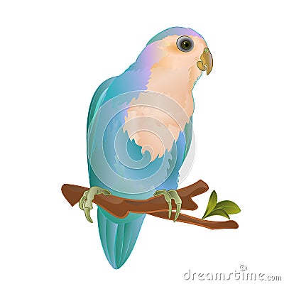 Parrot lovebird Agapornis roseicollis blue morph Peach-faced tropical bird standing on a branch on a white background vintage Vector Illustration