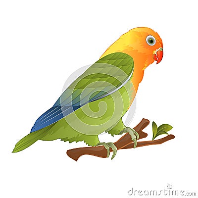 Parrot lovebird Agapornis tropical bird standing on a branch on a white background vector illustration editable Vector Illustration