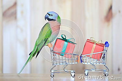 Parrot on model miniature shopping cart and colorful gift box for christmas and happy new year on wooder background Stock Photo