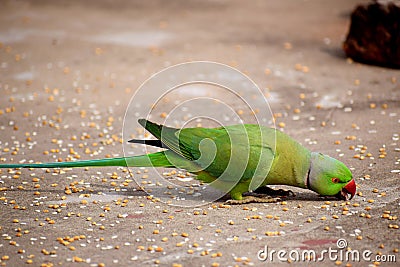 Parrot picking grains with beak Stock Photo