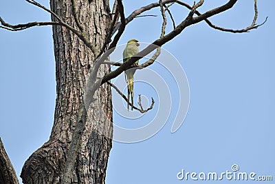 Parrot on a naked tree Stock Photo