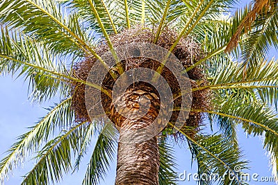 Parrot nest on a palm tree Stock Photo