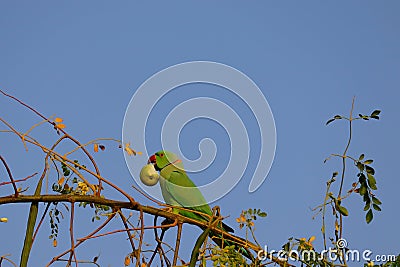 Parrot picks up jujube fruit Stock Photo