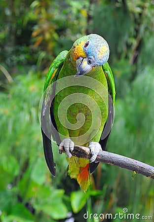 Parrot in the rainforest perching on a branch Stock Photo