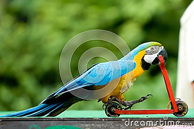 Parrot riding bicycle Stock Photo