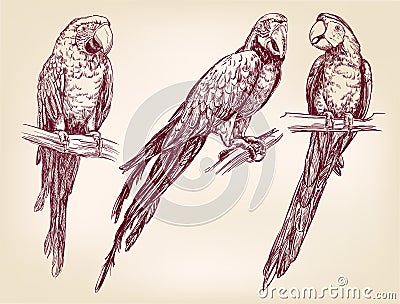 Parrot set isolated hand drawn vector llustration Vector Illustration