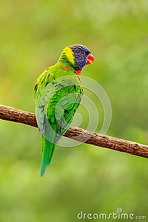 Parrot sitting on the branch. Rainbow Lorikeets Trichoglossus haematodus, colourful parrot sitting on the branch, animal in the na Stock Photo