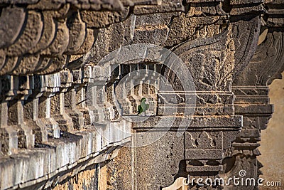 A parrot sitting on the side wall of heritage structure of Gol Ghumbaj - The mausoleum of king Mohammed Adil Shah, Sultan of Bija Stock Photo