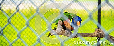 The Parrot trapped in a cage Stock Photo