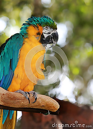 A parrot on a tree trunk Stock Photo