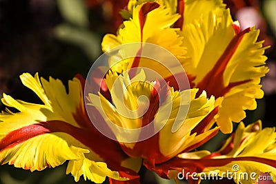 Parrot tulip Stock Photo