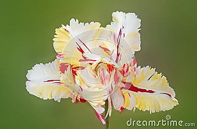 Parrot tulip tricolor red yellow and white, against green blurry background Stock Photo