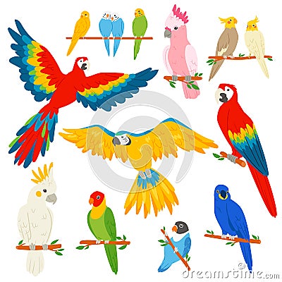 Parrot vector parrotry character and tropical bird or cartoon exotic macaw in tropics illustration set of colorful Vector Illustration
