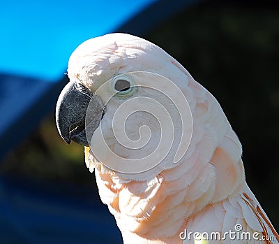 Parrot With White Plumage Stock Photo