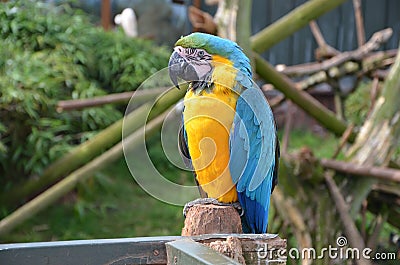 Parrot at wildlife oasis zoo Stock Photo