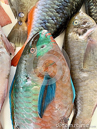 Parrotfish Stock Photo