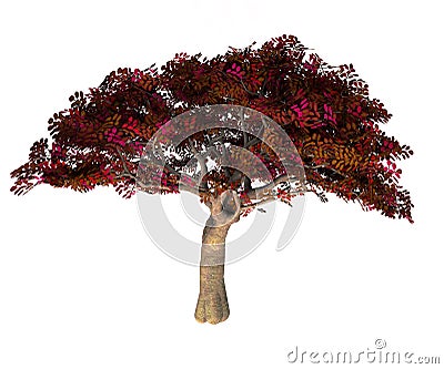 Persian Ironwood Tree Stock Photo