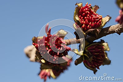 Parrotia persica inflorescence Stock Photo