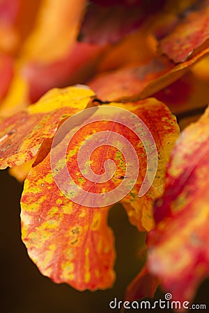 Parrotia persica tree detail Stock Photo