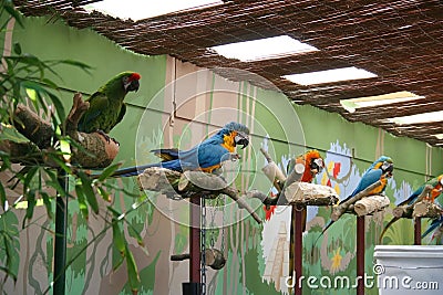 Parrots Stock Photo