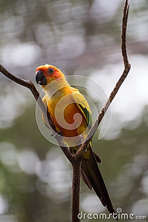 Parrots with beautiful and colourful feather Stock Photo