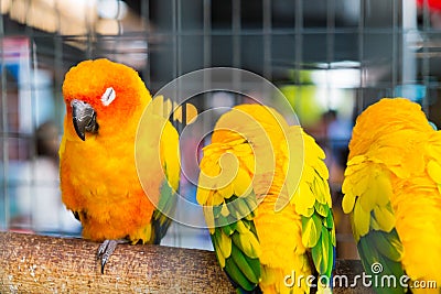 The parrots are in a cage. Stock Photo