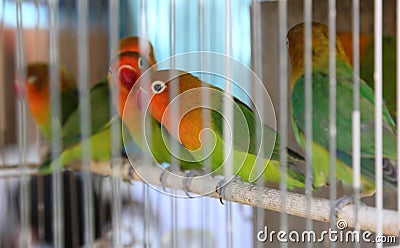Parrots in the cage for sale in the pet store Stock Photo