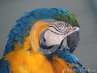 Parrots are classified in the animal kingdom, chordate tribe, bird class, aviation subclass and parrot family.nice colored Stock Photo