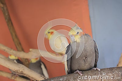 Parrots cockatiels in the aviary at the zoo. Beautiful parrots close up Stock Photo