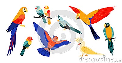 Parrots. Colorful cartoon tropical birds, flying and sitting wild jungle parrot, isolate collection of summer doodle Vector Illustration