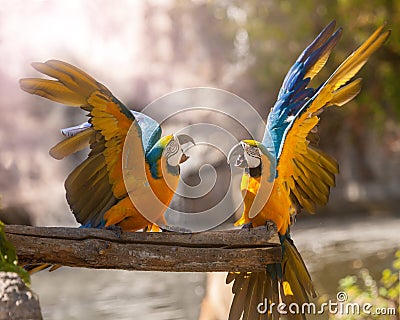 Parrots Stock Photo