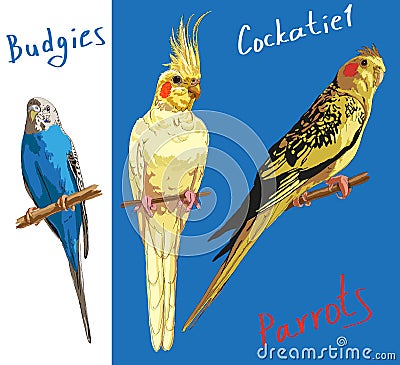 Parrots Vector Illustration