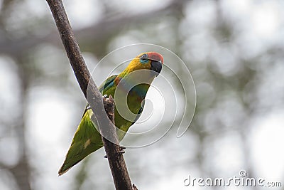 Parrots with beautiful and colourful feather Stock Photo