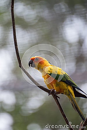 Parrots with beautiful and colourful feather Stock Photo