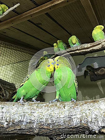 Parrots in Novosibirsk Stock Photo