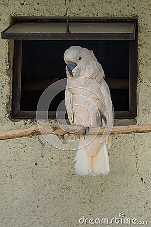 Parrots in the Russian zoo. Stock Photo