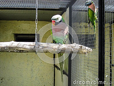 Parrots in the Russian zoo. Stock Photo