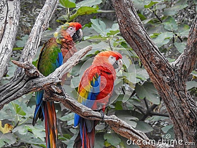 Parrots Stock Photo