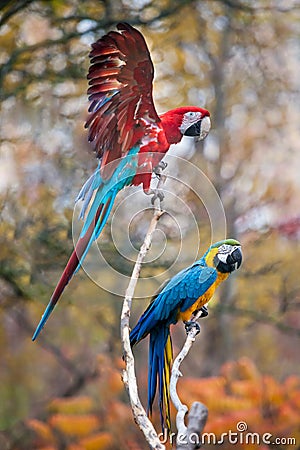 Parrots Stock Photo